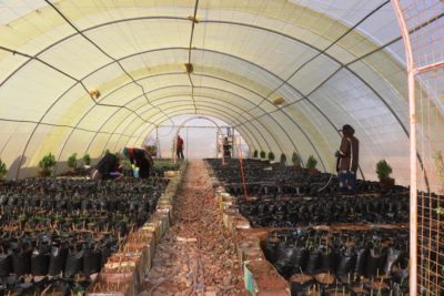 100.000 oliventræer plantet i Raqqa