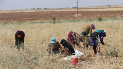 Landbrugskooperativ i Tirbespiyê