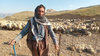 Fåregræsning i Hakkari: et skønt job, der er ved at forsvinde